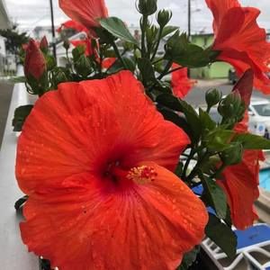 Meet your Posher, Truc linh